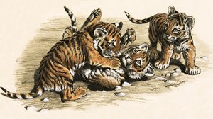 Tigerunger