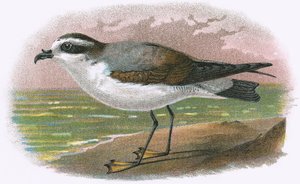Hvit mage Petrel