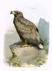 Hvithaleørn