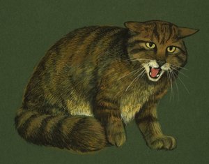 Villkatt