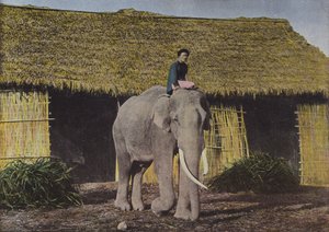 Elefant på jobb