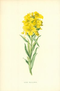 Alpin veggblomst
