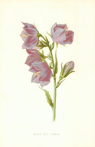 Bred klokkeblomst