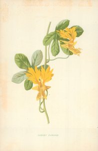 Kanariblomst