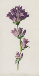 Klokkeblomst i grupper (chromolitho)
