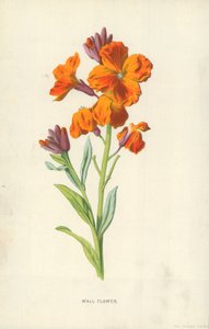 Vegg blomst