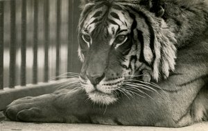 Tiger Sam i London Zoo, 1925