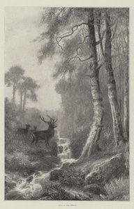 Daggry i skogen