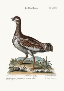 Den lille bustard, 1749-73
