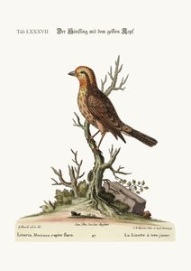 Den gulhodede Linnet, 1749-73