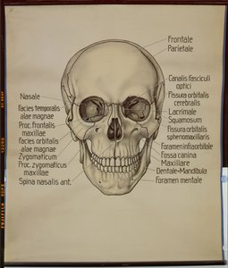 Plakat av en menneskeskalle