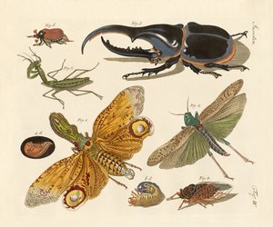 Merkelige insekter