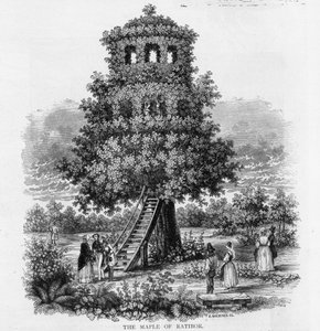 The Maple of Ratibor, Schlesia, 1893