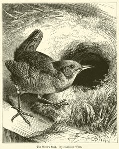 Wrens-redet