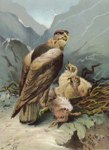 Eagle and its young (chromolitho)
