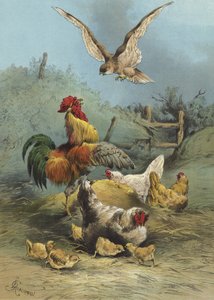 Falcon in the poultry yard (chromolitho)   387382   no       Norwegisch Successfully Translated  Original: Weaver Bird (chromolitho) Translat: Weaver Bird (chromolitho) 387381 no Norwegisch Successfully Translated Original: Lyre Bird (chromolitho) Translat