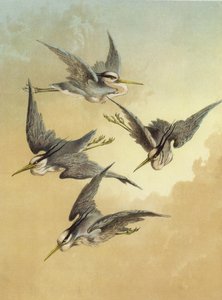 Hegre (chromolitho)