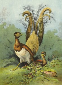 Lyre Bird (chromolitho)   387380   Nei       norsk Vellykket oversatt  Original: Crowned pigeon (chromolitho) Oversettelse: Charles Darwin, Naturlig utvalg