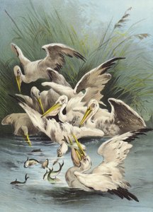 Pelikaner som fôrer (chromolitho)