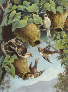 Weaver Bird (chromolitho)   387381   no       Norwegisch Successfully Translated  Original: Lyre Bird (chromolitho) Translat: Lyre Bird (chromolitho) 387380 Nei norsk Vellykket oversatt Original: Crowned pigeon (chromolitho) Oversettelse: Charles Darwin, N