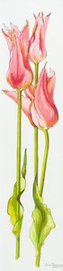 Tre røde liljeblomstrede tulipaner Marianne, akvarell, 2010
