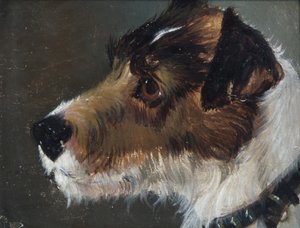 Hodet til en grovhåret terrier