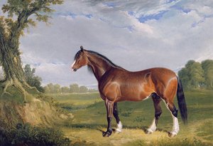 En Clydesdale-hingst, 1820