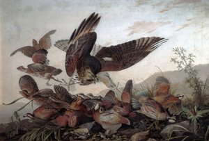 Hawks angrep rapphøns, 1826