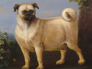 En mops i et landskap