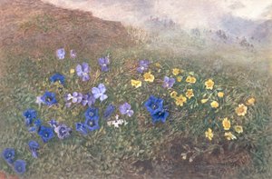 Vårfjellsblomster, 1896
