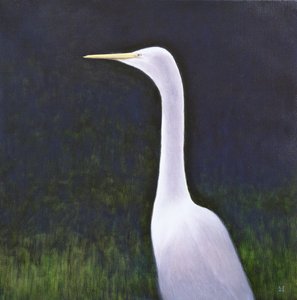 Hvit egret