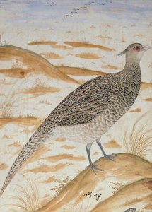 Himalaya cheer fasan, Jahangir-perioden, Mughal, ca. 1620 (akvarell)