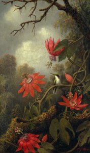 Kolibri og pasjonsblomster, ca. 1875–85