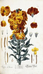 Veggblomst