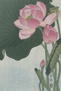 Blomstrende lotusblomster, 1920-30 (fargetresnitt)