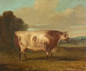 En okse, 1862