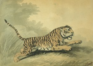 En Tigress som hopper til høyre, 1807