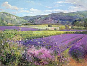 Lavendelmarker i gamle Provence