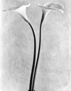 Calla Lilies, Mexico by, 1925