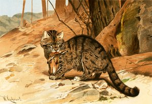 Villkatt