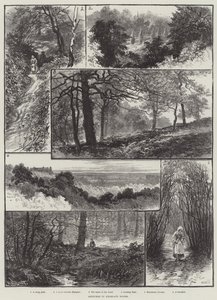 Skisser i Highgate Woods