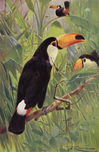 Kjempe tukan