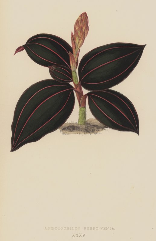 Anoectochilus Rubro-Venia av English School