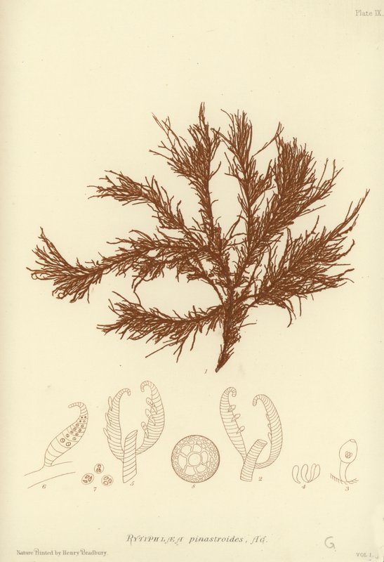British Sea-Weed (naturtrykt) av English School