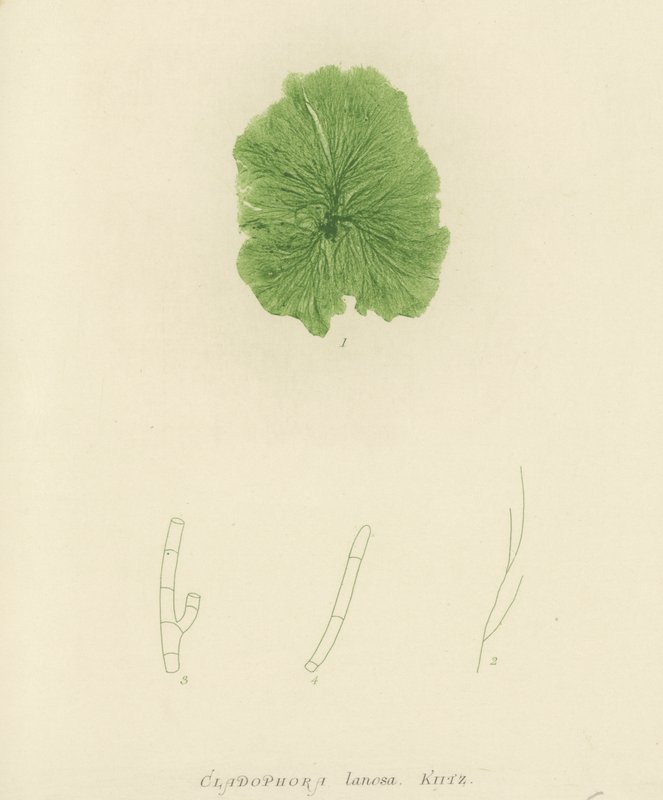 British Sea-Weed (naturtrykt) av English School