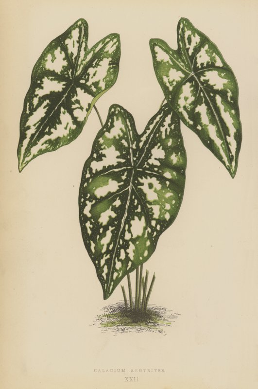 Caladium argyritt av English School