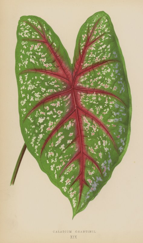 Caladium Chantinii av English School