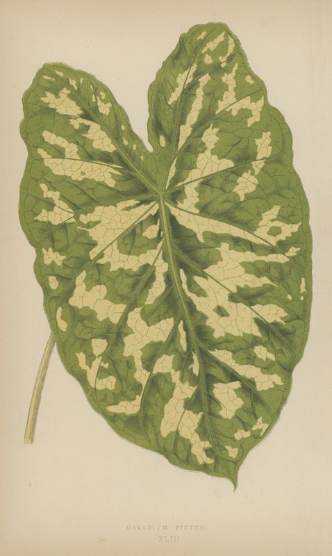Caladium Pictus av English School