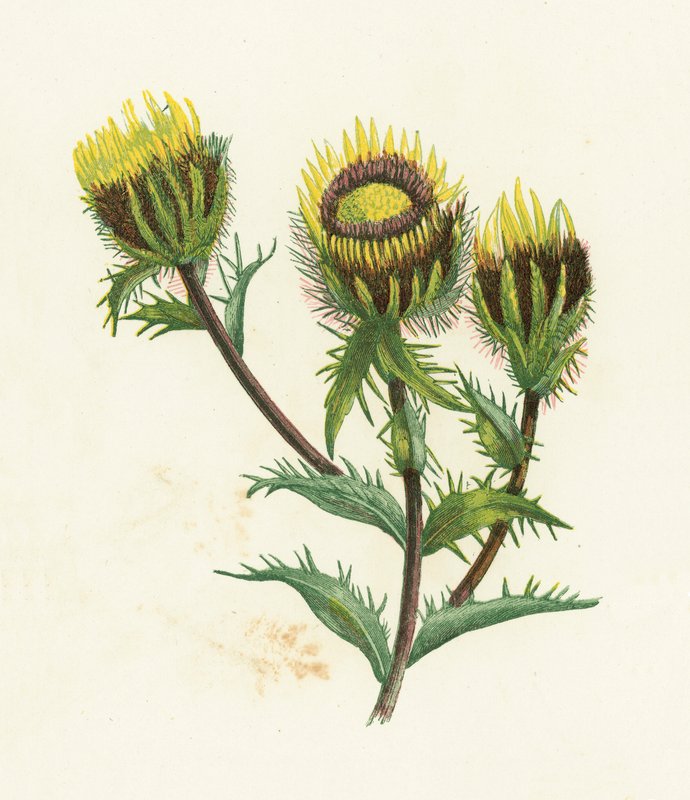 Carline Thistle, Carlina Vulgaris av English School