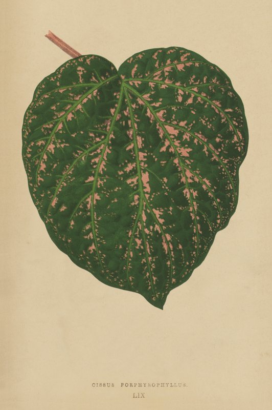 Cissus Porphyrophyllus av English School